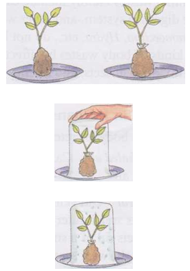 Transport of Water and Minerals in Plants - CBSE Library