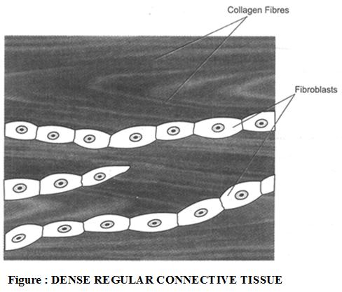 Classification of Connective Tissue 1