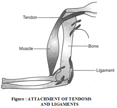 Classification of Connective Tissue 2