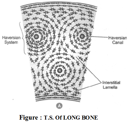 Classification of Connective Tissue 5