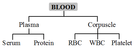 Classification of Connective Tissue 7