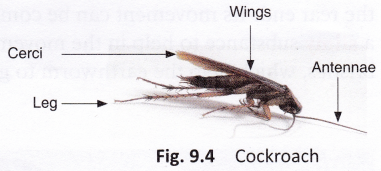 How Does A Cockroach Move 1