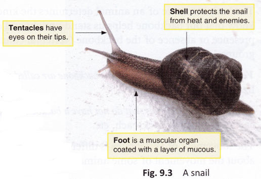 How Does A Snail Move 1