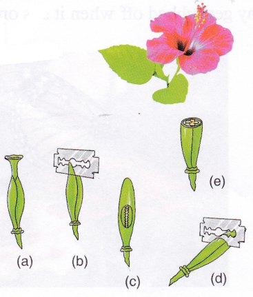 How does a Flowering Plant Reproduce 2