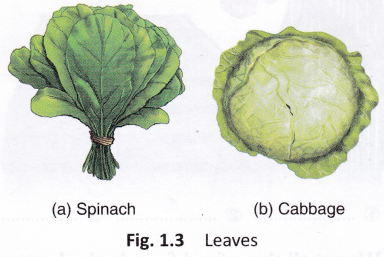 What Are Some Foods That Come From Plants 3