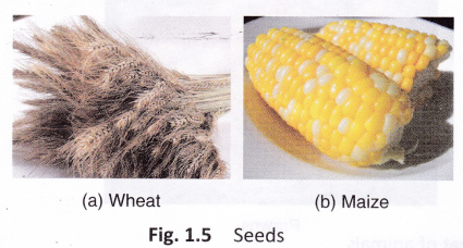 What Are Some Foods That Come From Plants 5