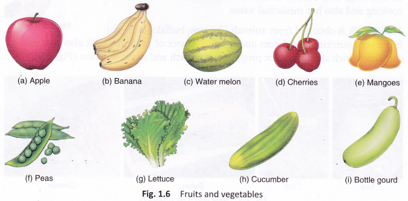 What Are Some Foods That Come From Plants 6