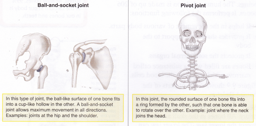 What Is The Function Of The Human Skeleton 2