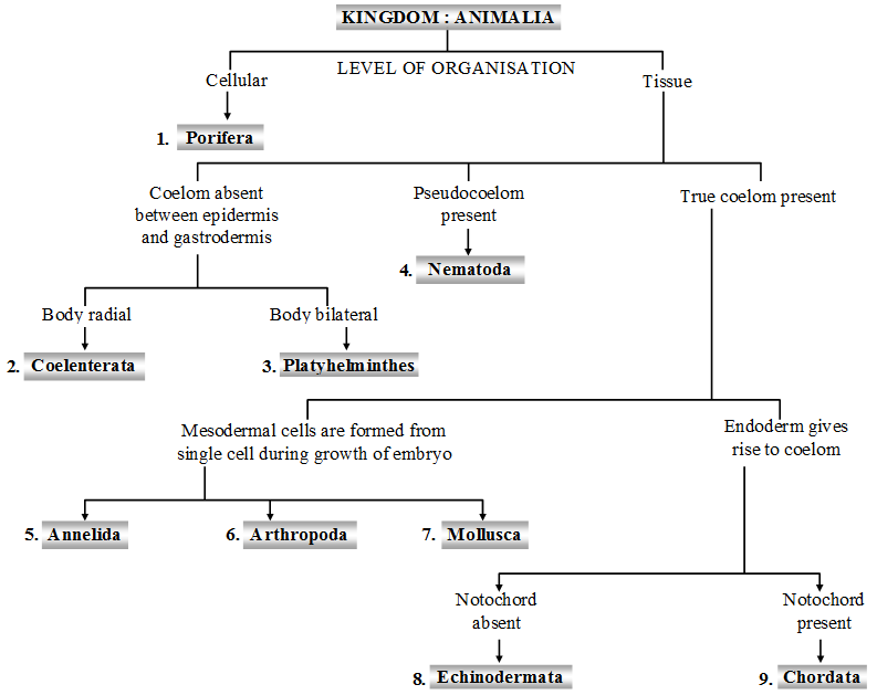 What are the Characteristics of the Kingdom Animalia 1