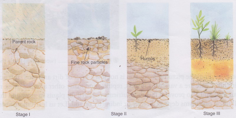 How Is Soil Formed Short Answer Class 9