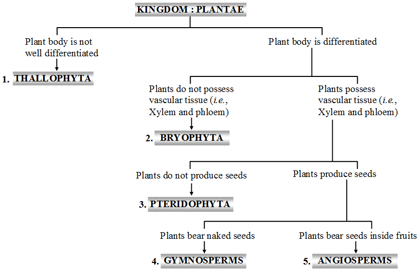 What are the Main Characteristics of the Plant Kingdom 1