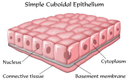 What are the Types of Epithelial tissue 1