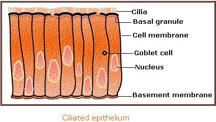 What are the Types of Epithelial tissue 3