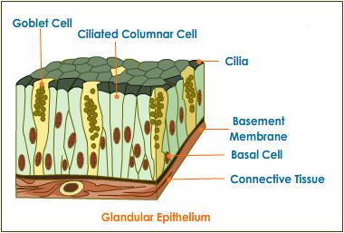 What are the Types of Epithelial tissue 4