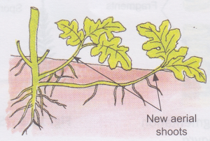 What is Vegetative Reproduction in Plants 3