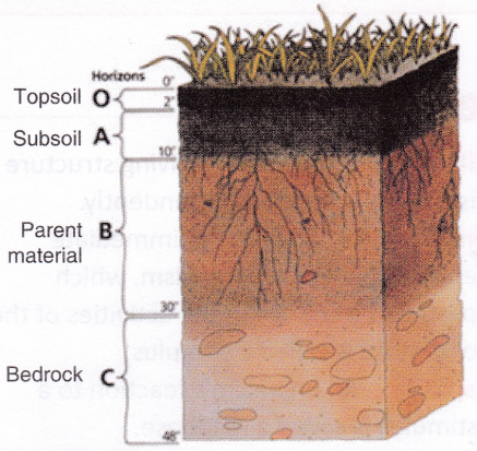What is an Abiotic Component 4