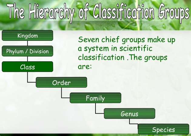 What is the Hierarchy of the Classification Groups 1