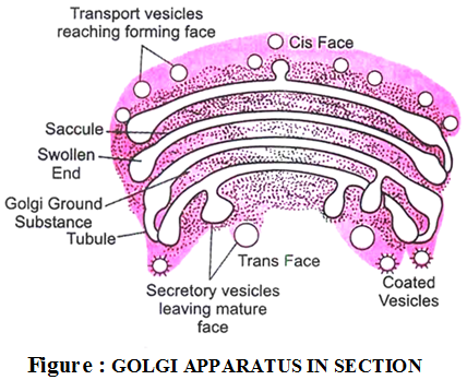 What is the Structure and Function of the Golgi Apparatus 1