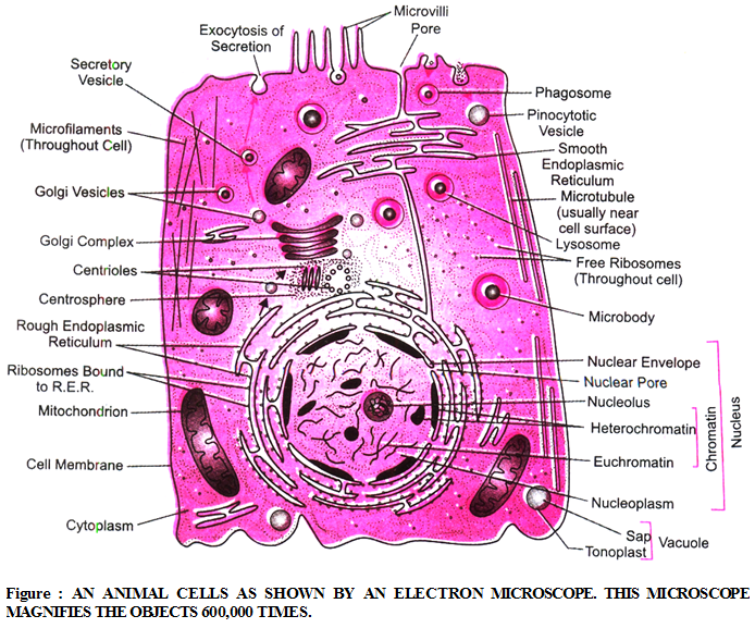 Which Components form the Structure of the Plasma Membrane 1