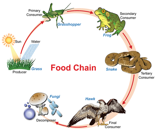 Why Plants And Animals Are Interdependent 2