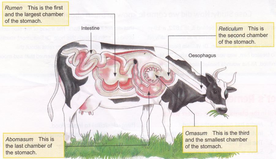 digestive-system-of-ruminant