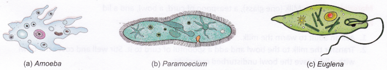 Examples of protozoa