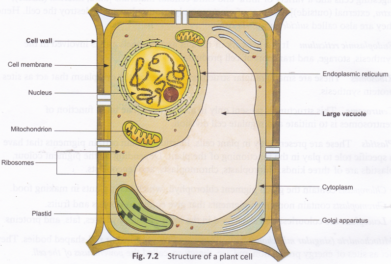 how-do-plant-cells-differ-from-animal-cells-archives-cbse-library