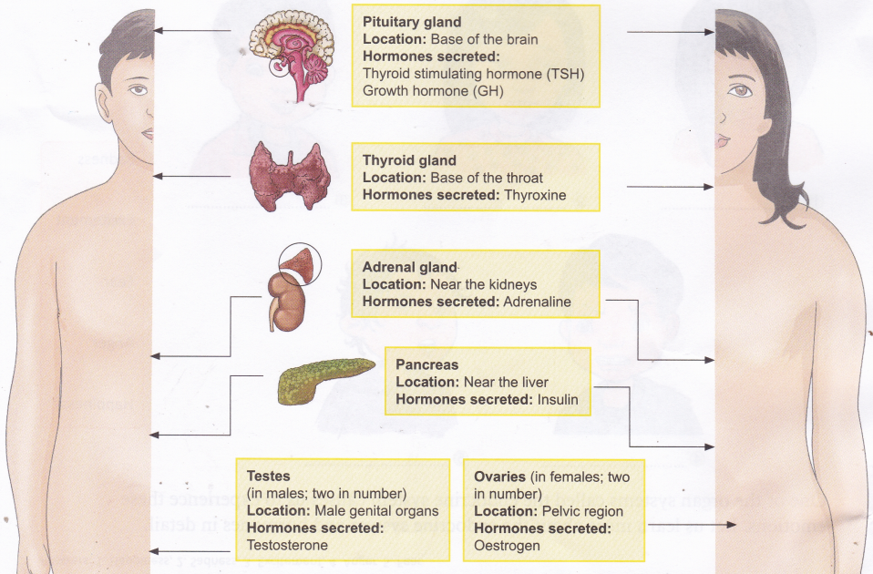 Why the Endocrine System is Important to the Body 1