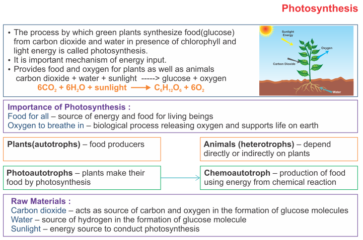 ICSE Solutions for Class 10 Biology - Photosynthesis 1