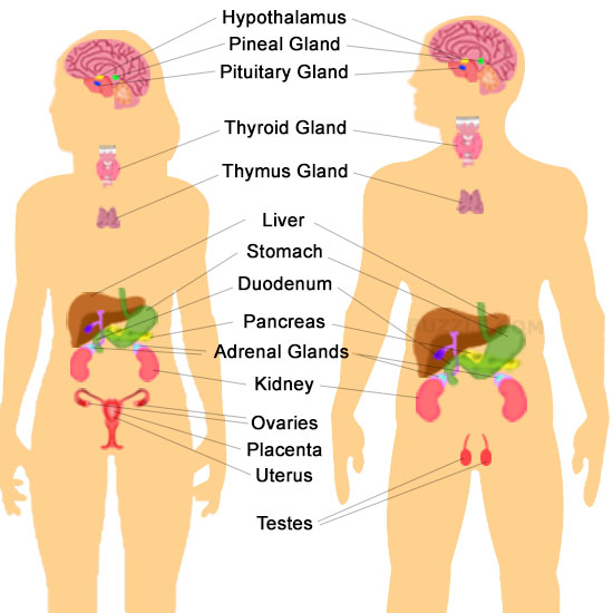 ICSE Solutions for Class 10 Biology - The Endocrine System 1
