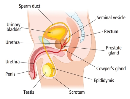 ICSE Solutions for Class 10 Biology - The Reproductive System 2