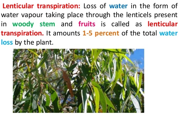 ICSE Solutions for Class 10 Biology - Transpiration 2