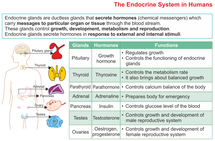 ICSE Solutions for Class 10 Biology - The Endocrine System 4