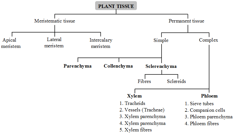 What are the types of plant tissues and their functions 1