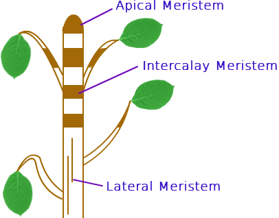 What are the types of plant tissues and their functions 2
