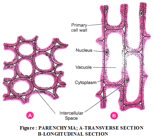 What are the types of plant tissues and their functions 3