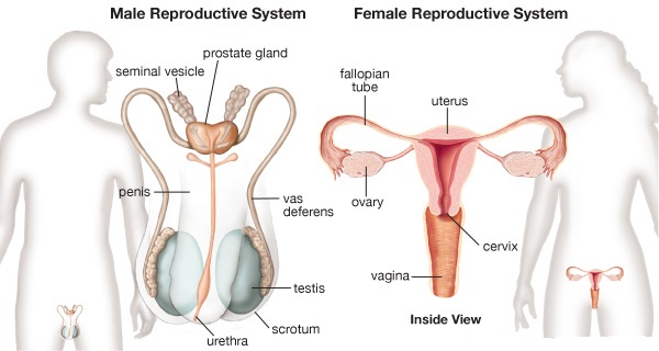 ICSE Solutions for Class 10 Biology - The Reproductive System 1