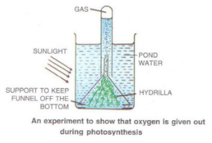 Selina Concise Biology Class 10 ICSE Solutions Photosynthesis Provider of Food for All image - 1