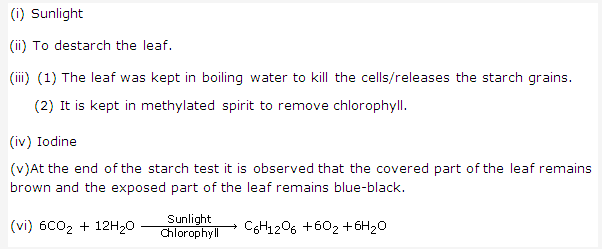Frank ICSE Class 10 Biology Solutions - Photosynthesis 10