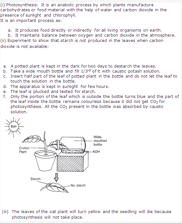 Frank ICSE Class 10 Biology Solutions - Photosynthesis 6