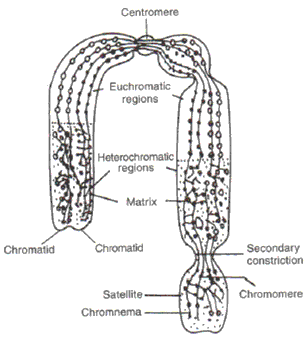 Frank ICSE Class 10 Biology Solutions - Structure of Chromosomes 1