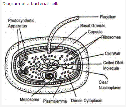 Frank ICSE Solutions for Class 9 Biology - Bacteria and Fungi Their Importance 1