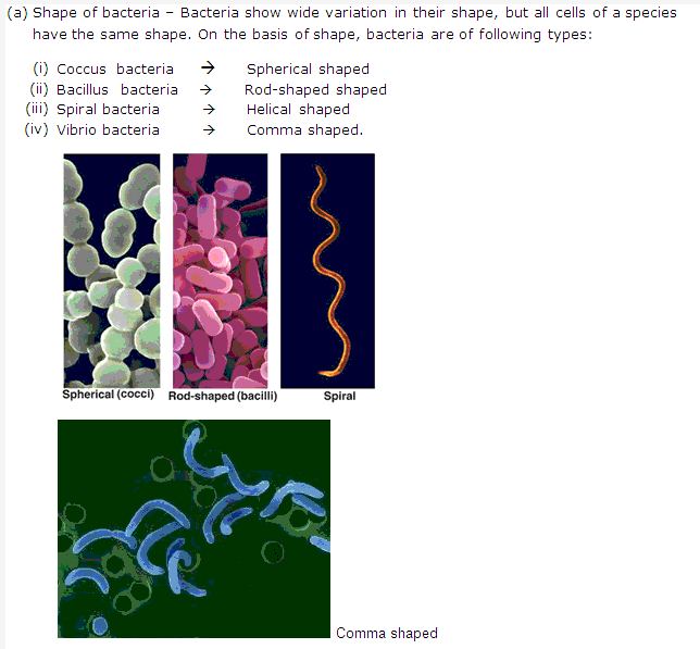 Frank ICSE Solutions for Class 9 Biology - Bacteria and Fungi Their Importance 2