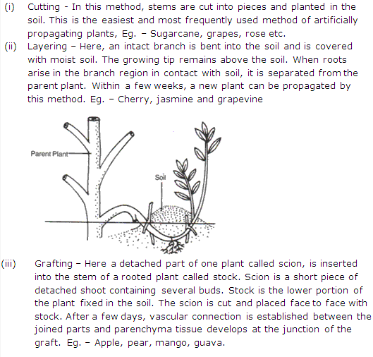 Frank ICSE Solutions for Class 9 Biology - Being Alive - Vegetative Propagation 3