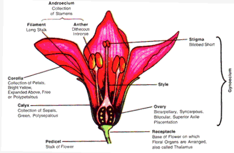 Frank ICSE Solutions for Class 9 Biology - Flowers 1