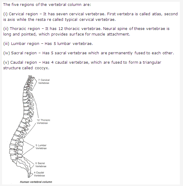 Frank ICSE Solutions for Class 9 Biology - The Skeletal System 4