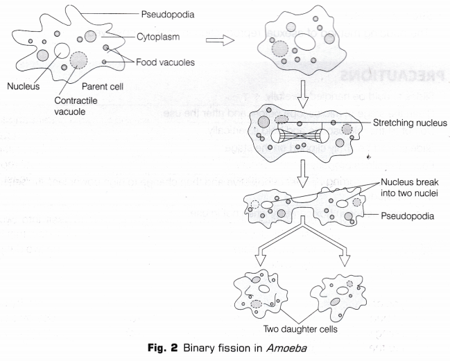 CBSE Class 10 Science Lab Manual - Binary Fission in Amoeba and Budding in Yeast 2