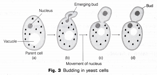 CBSE Class 10 Science Lab Manual - Binary Fission in Amoeba and Budding in Yeast 3