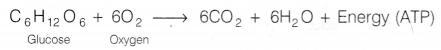 CBSE Class 10 Science Lab Manual - CO2 is Released During Respiration 1