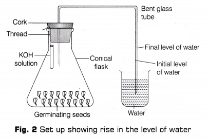 CBSE Class 10 Science Lab Manual - CO2 is Released During Respiration 5